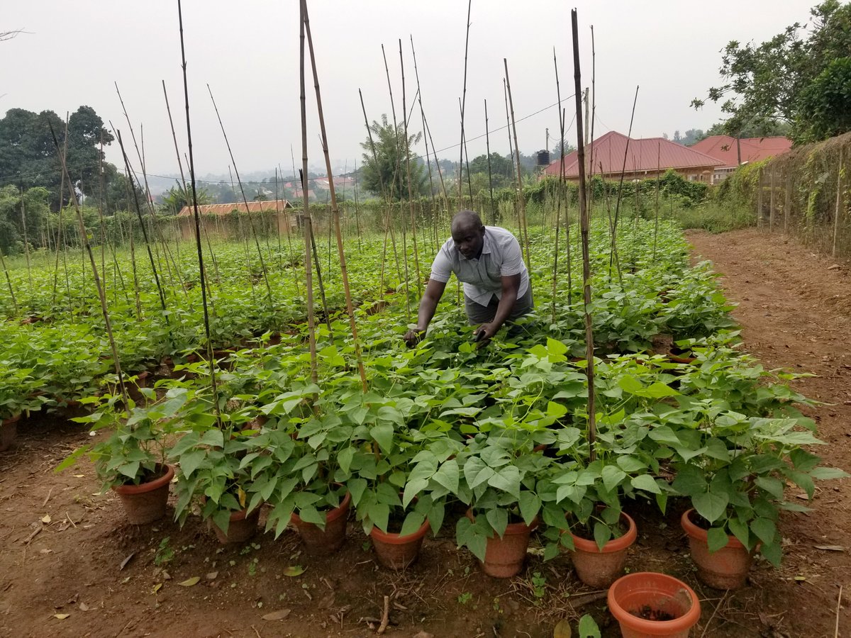 IOA_UWA's tweet photo. .@IOA_UWA & researchers from six partner countries in East Africa have shown how to accelerate breeding of healthier & faster-cooking African #commonbeans. The @plantgenome-published study used modern plant breeding methods to accelerate genetic gains: https://t.co/jRKW2eqIDB https://t.co/42ou3ROAeE