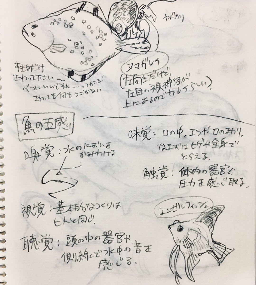 サカナのスケッチ 