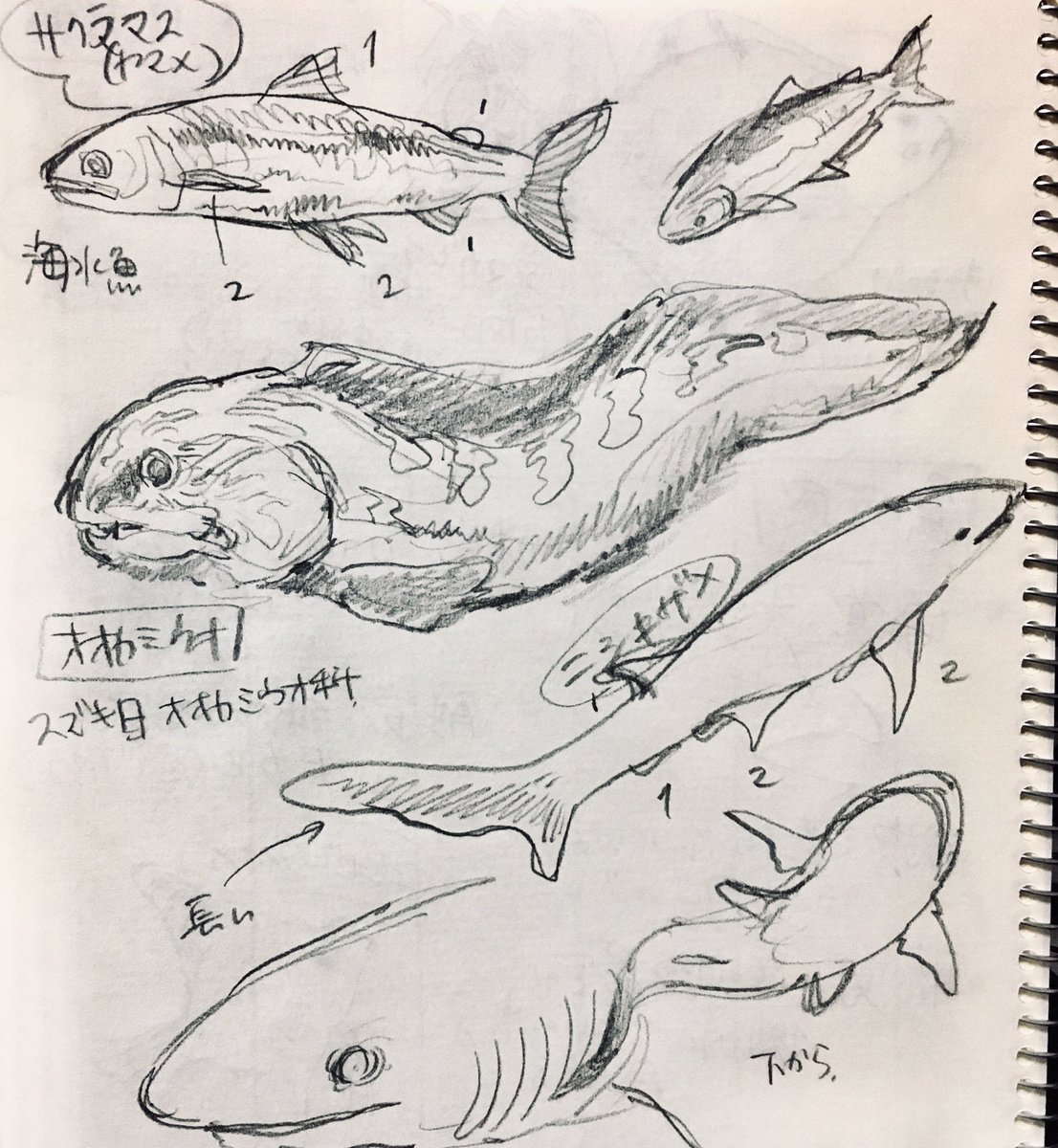 サカナのスケッチ 