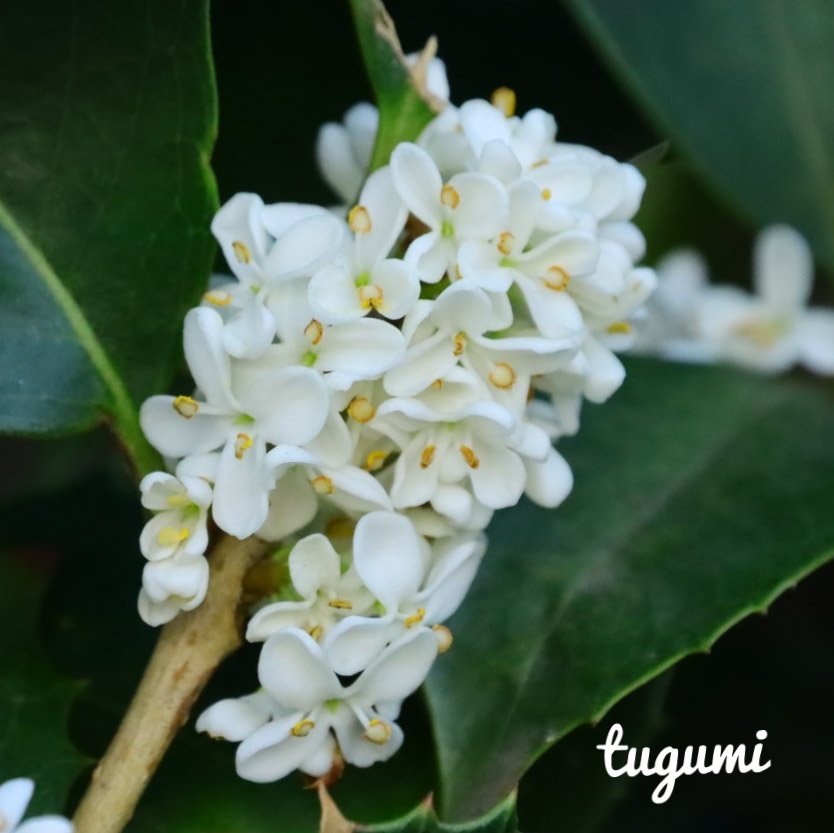 ヒイラギの花 Twitter Search Twitter