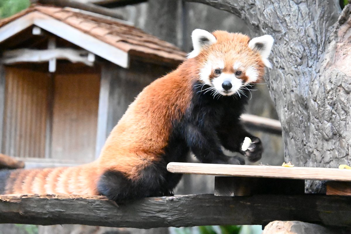 横浜市立野毛山動物園 公式 Nogeyamazoo401 Twitter