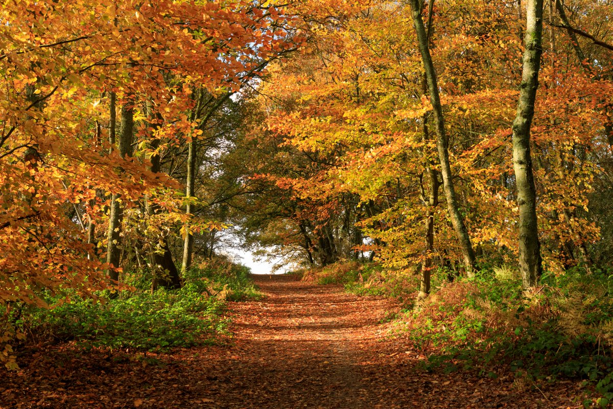National Trust tweet media