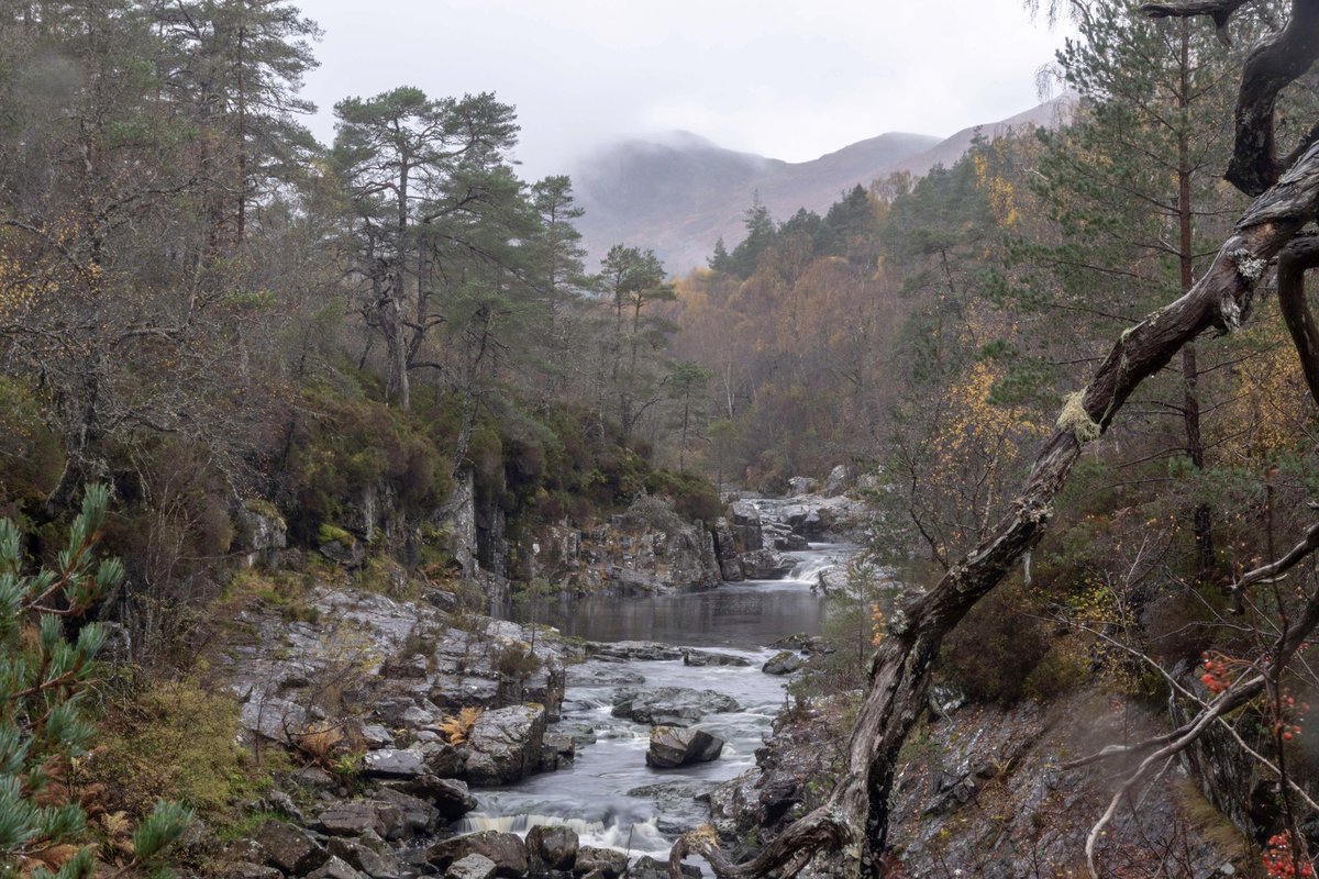 emccandless89's tweet photo. Even on a dreich day my first experience of Glen Affric was spine-tingling.

A glimpse of what more of Scotland could look like.

I can’t wait to see how Affric highlands, a landscape-scale partnership of landowners committed to restoring nature, transforms the surrounding area. https://t.co/P2tKCqR1h4