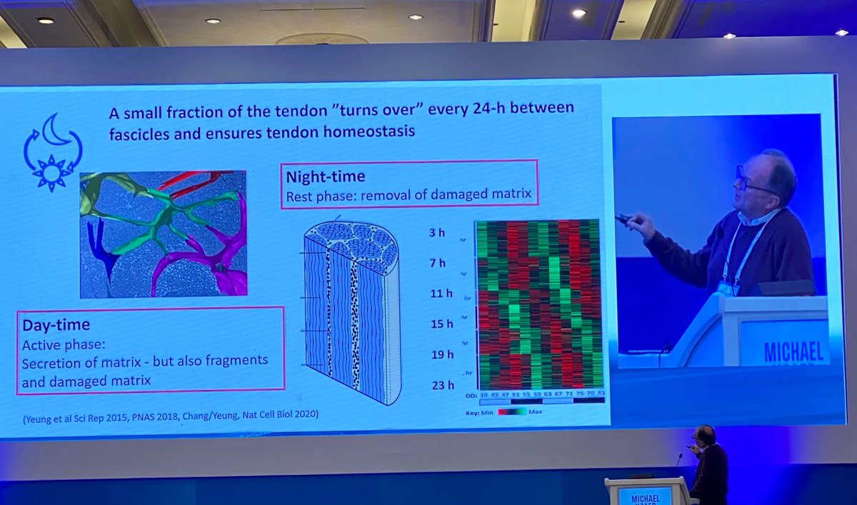 #IOCATPC21
Kjaer showing that tendons have diurnal rhythm
They recover and remove damaged matrix at night.