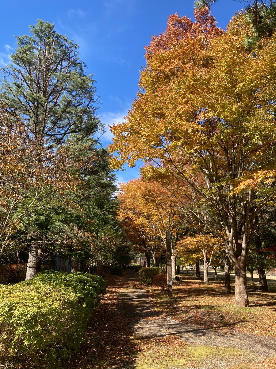fufufyi's tweet photo. 愛犬ココロの気まぐれ散歩
紅葉の季節です。たまにはマスクを少し外して散歩しませんか。
#おうちで北杜 https://t.co/NhtLyfJGfI