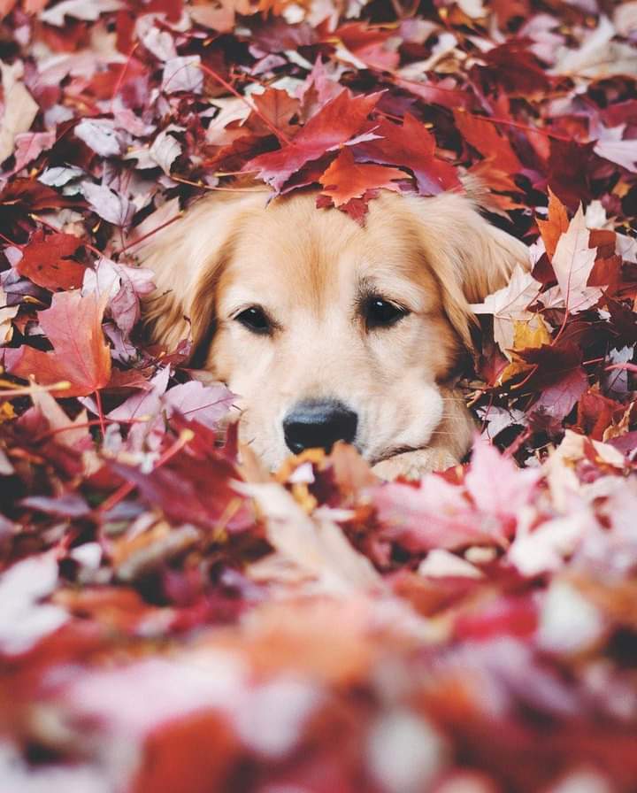 natureandtravel's tweet photo. #hello #hellodog #dogs #dog #pet #pets #animals #Autumn #Amazing #beautiful https://t.co/5qeFQUK6JO
