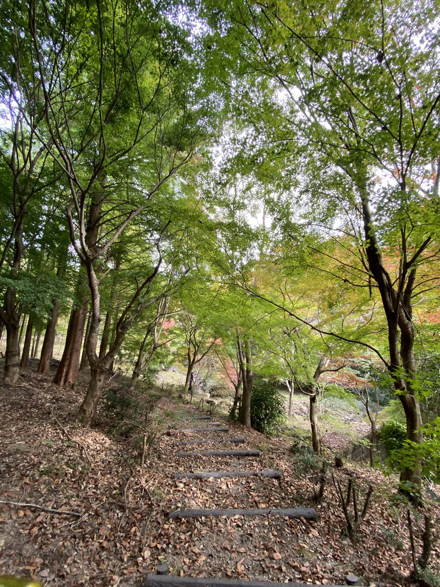 ___aono21's tweet photo. 里山を散策🍂🍁 https://t.co/deNJZzSXvc