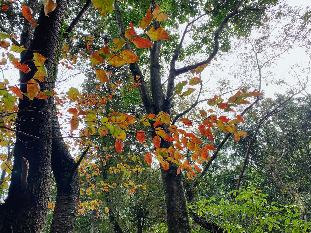 ___aono21's tweet photo. 里山を散策🍂🍁 https://t.co/deNJZzSXvc