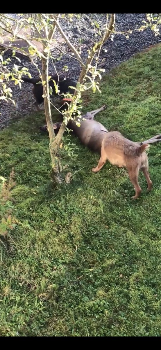MargauxDeRe's tweet photo. @BelgeBrune Il y a 2 semaines un chevreuil s’est fait courser par 2 chiens jusque devant la porte de chez mes parents. Ils l’ont dépecé vivant dans les cris et hurlements pendant des dizaines de minutes. La police n’a pas voulu intervenir. Le chasseur est venu chercher sa bête après. https://t.co/vneGS7fJ3y