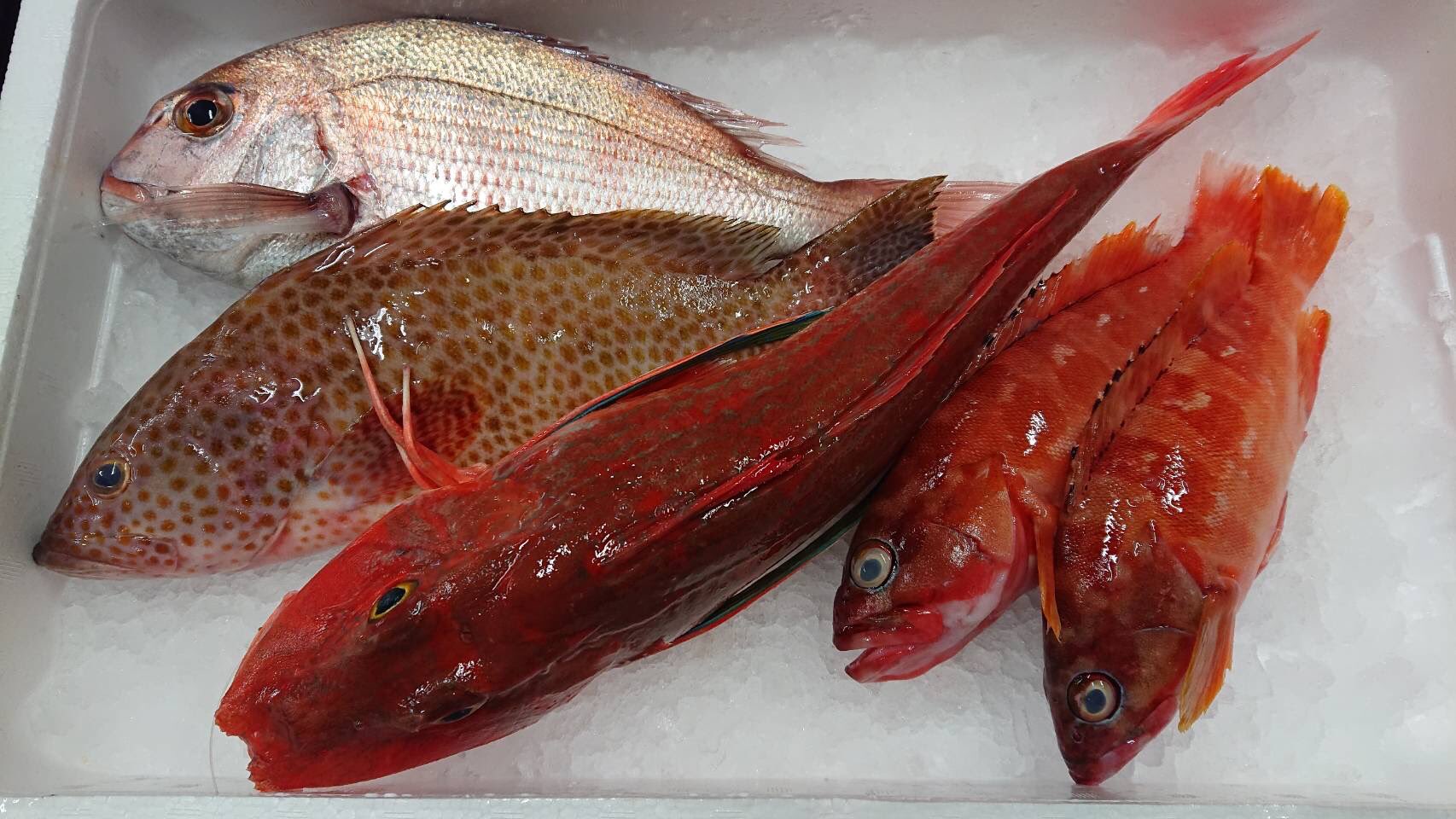 印束商店 長崎の変わった魚屋 鮮魚セットa 2 41 3000円 ホウボウ マトウダイ アカハタ オオモンハタ 鮮魚セットb 2 6 3300円 ホウボウ アカハタ 2 オオモンハタ マダイ どちらも単価の高い魚ベースでこのお値段 お買い得ですよ T