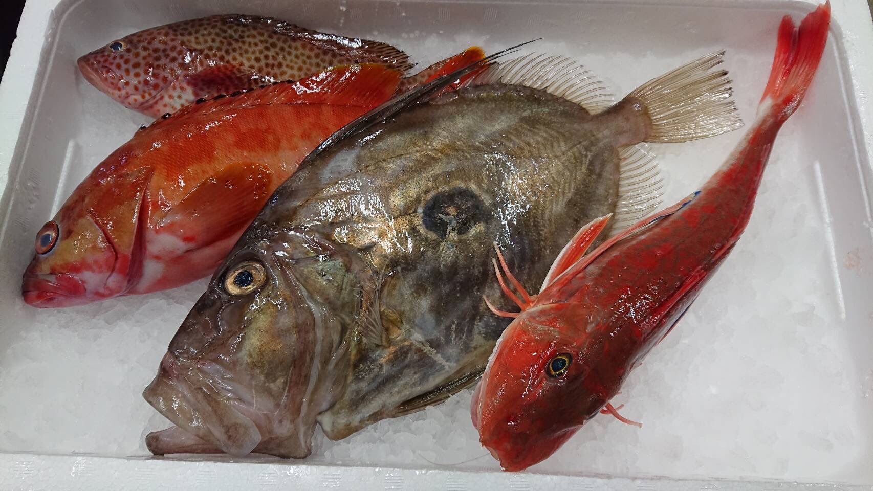 印束商店 長崎の変わった魚屋 鮮魚セットa 2 41 3000円 ホウボウ マトウダイ アカハタ オオモンハタ 鮮魚セットb 2 6 3300円 ホウボウ アカハタ 2 オオモンハタ マダイ どちらも単価の高い魚ベースでこのお値段 お買い得ですよ T