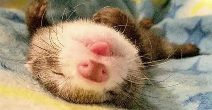 дима_оборотень tweet media