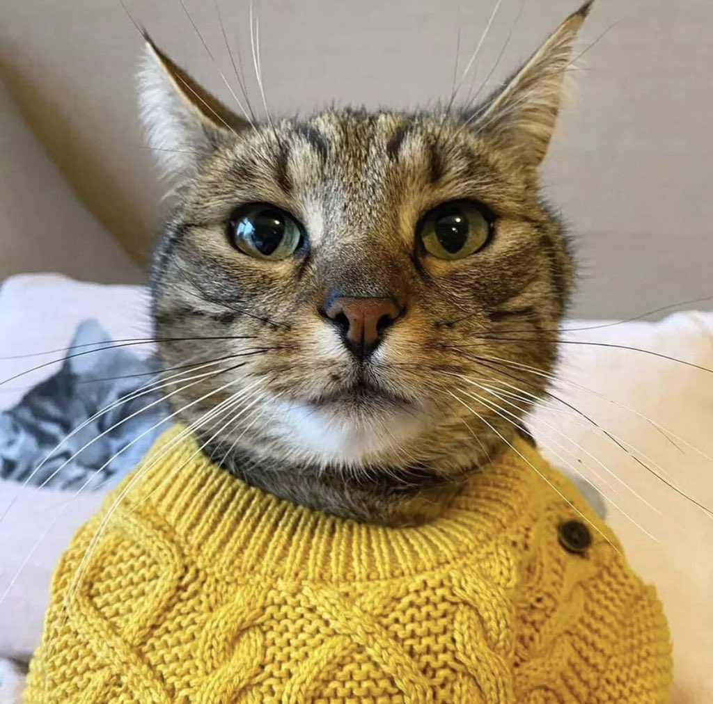 catpicsdealer's tweet photo. https://t.co/dmeIHv81R2
