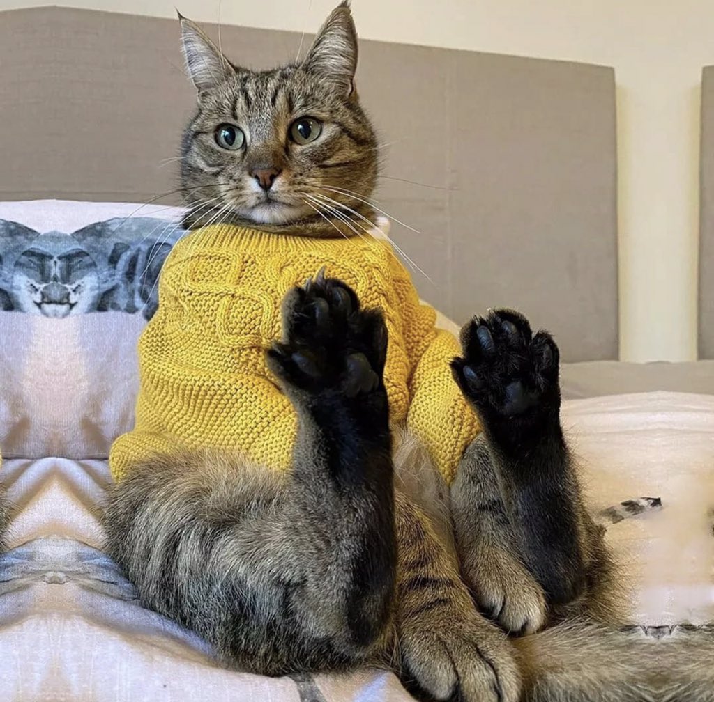 catpicsdealer's tweet photo. https://t.co/dmeIHv81R2