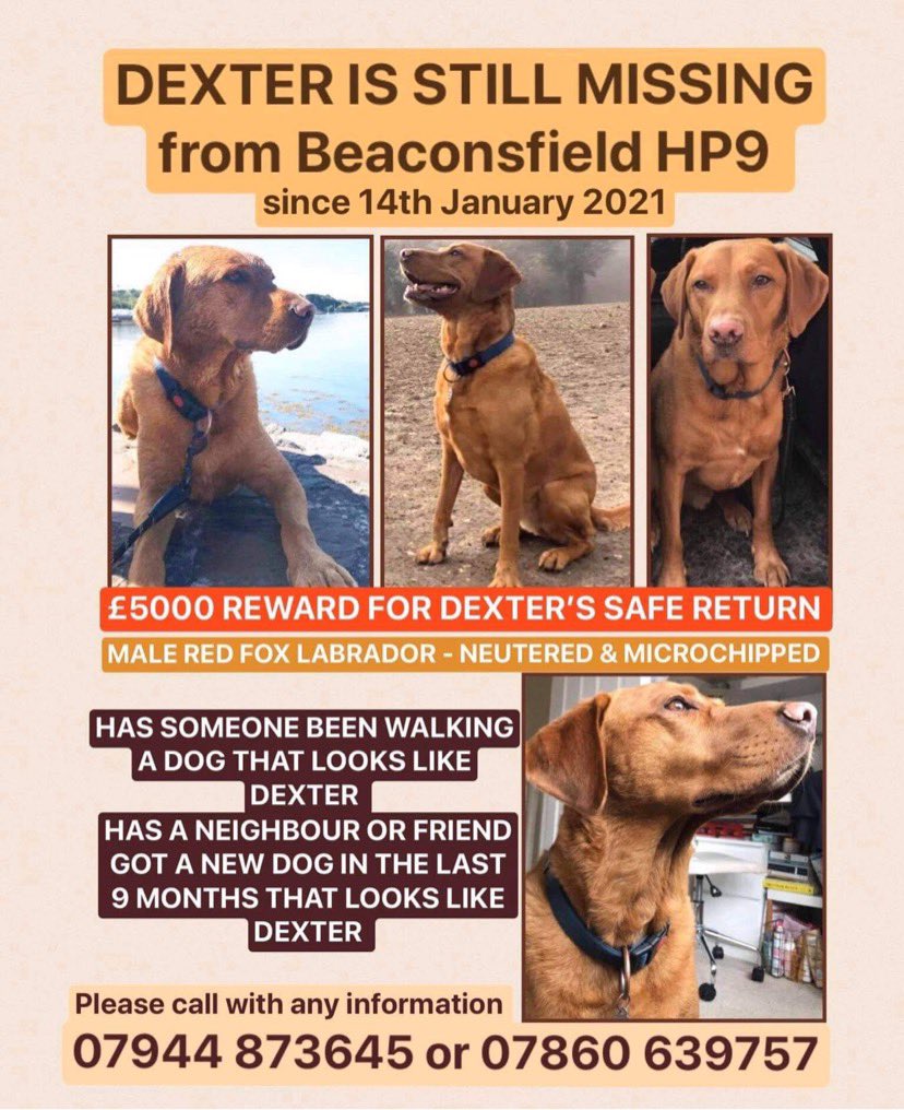 WHERE IS DEXTER? 

£5000 REWARD, NO COMEBACKS 

Dexter we are still doing everything we can 💔 

Know something? Make that call. . . 07944 873645 / 07860 639757

#GetDexterHome #Reward #DogTheft #Bucks #ThamesValleyPolice #FindDexter #RT #Share