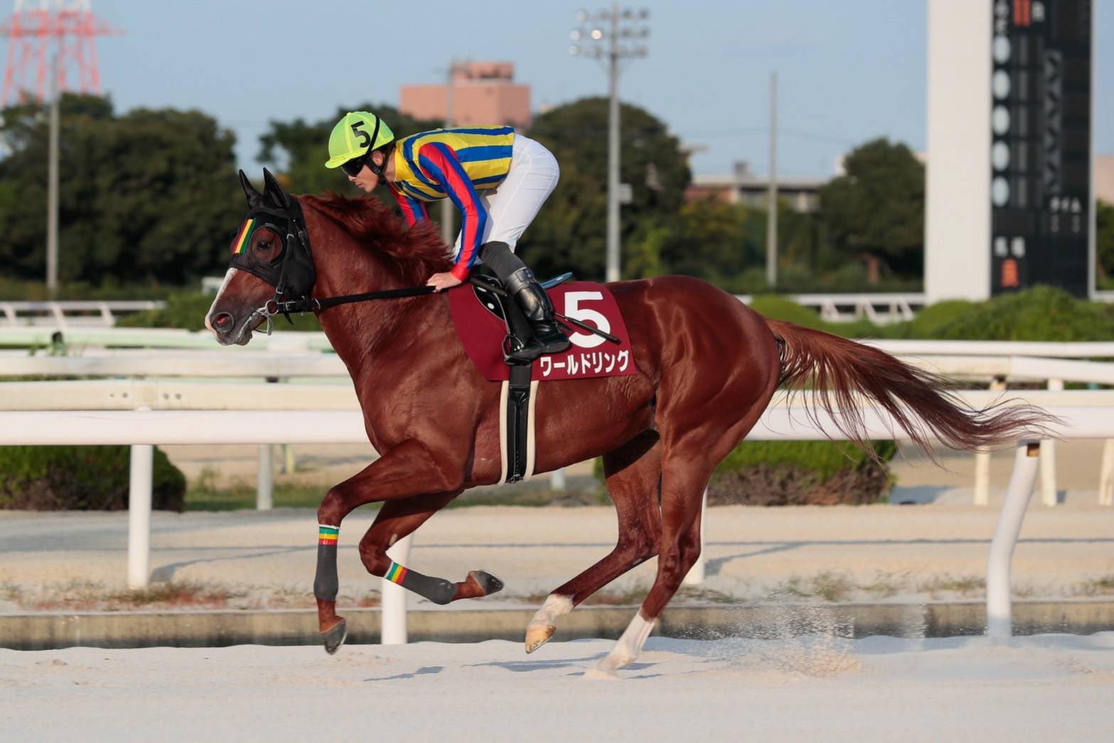 船橋競馬 On Twitter 園田競馬場で行われた３歳重賞の楠賞は兵庫のイグナイターが逃げ切りで優勝しました 船橋から参戦したワールドリング 張田京厩舎 は地元の勝ち馬を抑えて１番人気に推されましたが 中団から直線で内を突いて差を詰めたものの４着という結果で