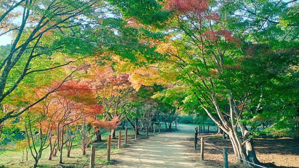 mo_chan_palace's tweet photo. 今日は、絶好の紅葉🍁日和😆✨✨✨
約1ヶ月前に訪れた時より紅葉🍁が綺麗✨に🤩昼間は、暖かくちょっと汗💦ばむ陽気☀️そして、running🏃中にかわいいワンコに出会えたぁ😍✨✨ https://t.co/bll8tCwqHP