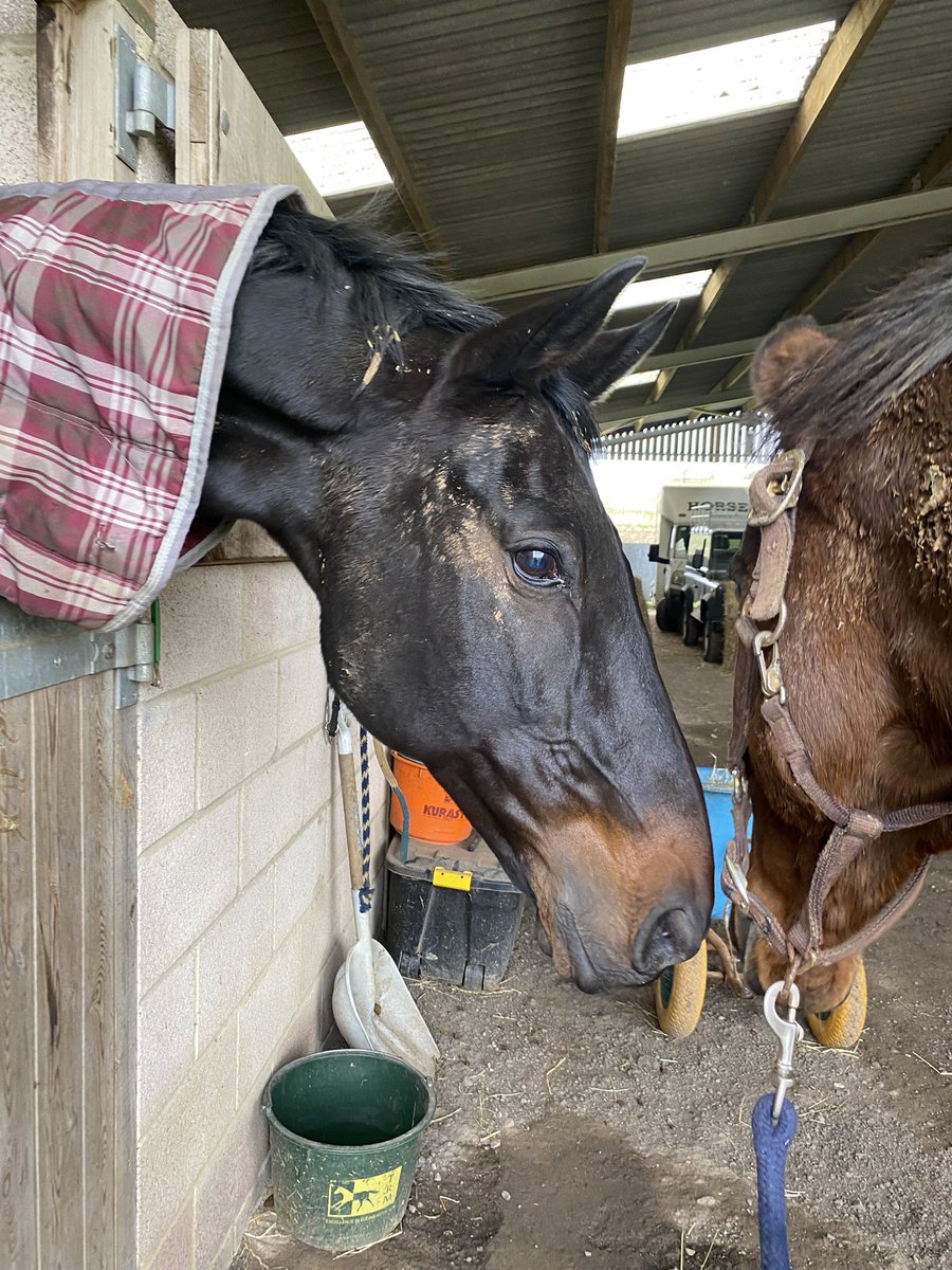 sprinter_sacre's tweet photo. On Sunday I had a new friend arrive. 20 year old Kilcrea Asla. I’ve been telling him about my successes but he’s more interested in food!!#BlackAeroplane #CheltenhamRacecourse #Food #NewFriend #Retired #BestFriend #TheKing https://t.co/wCAyCTLH84