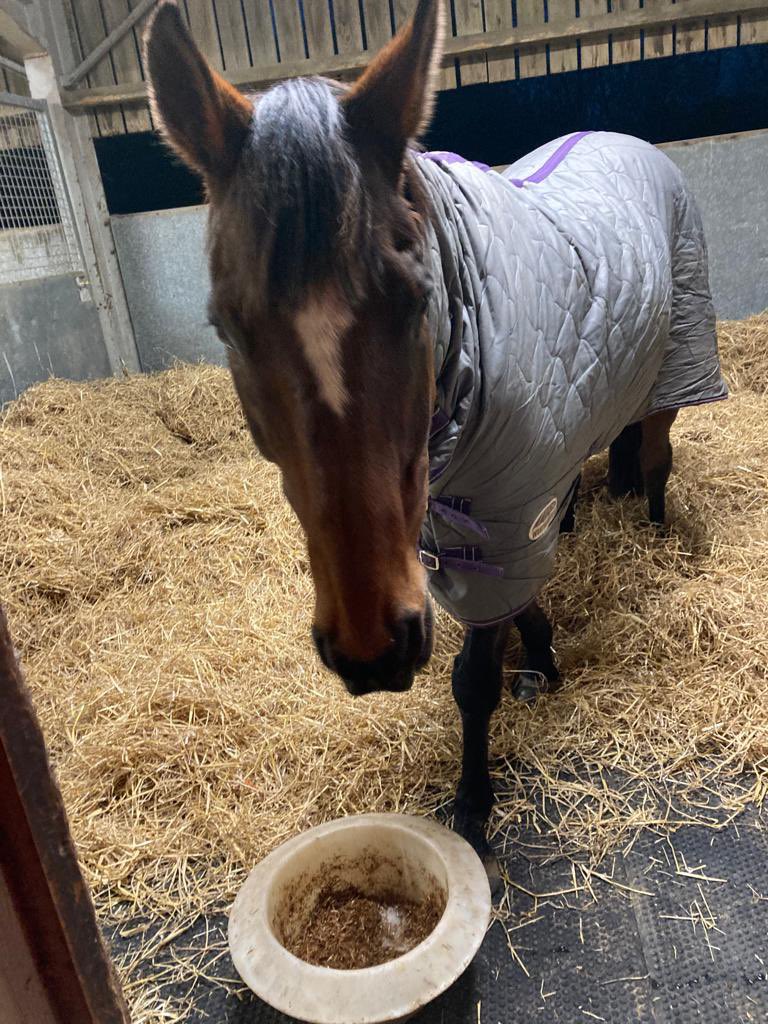 On Sunday I had a new friend arrive. 20 year old Kilcrea Asla. I’ve been telling him about my successes but he’s more interested in food!!#BlackAeroplane #CheltenhamRacecourse #Food #NewFriend #Retired #BestFriend #TheKing