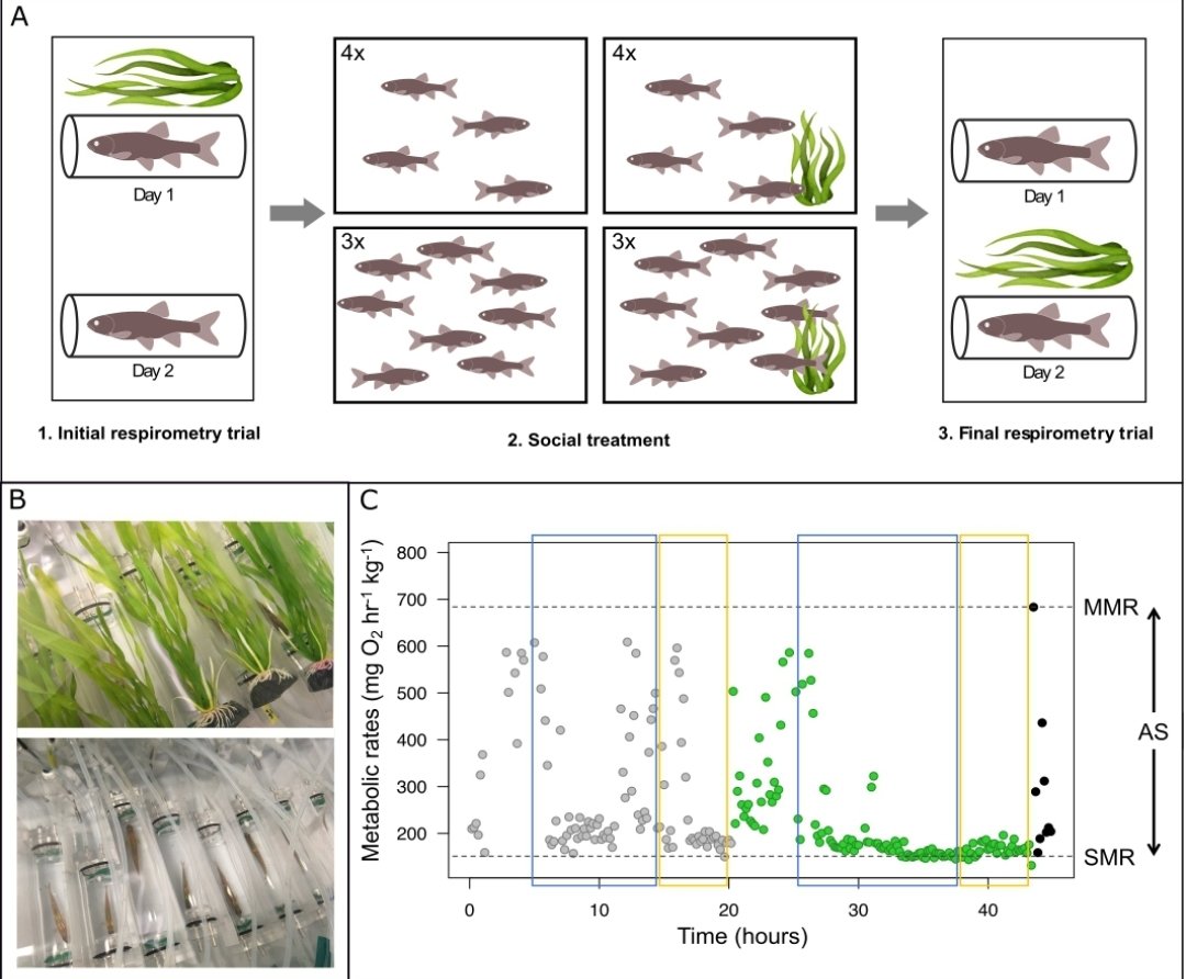 New in <a href="/iobopen/">Integrative Organismal Biology</a>, fantastic work by <a href="/manuchretien/">Emmanuelle Chrétien, PhD</a> on complex efects of social group size &amp; shelter on metabolic traits. Fish in smaller groups show greater change in minimal metabolic rates over time.  doi.org/10.1093/iob/ob… @SJC_fishy <a href="/GlasgowUniFish/">Glasgow Fish Biology</a> <a href="/GRIL_Limnologie/">GRIL</a>