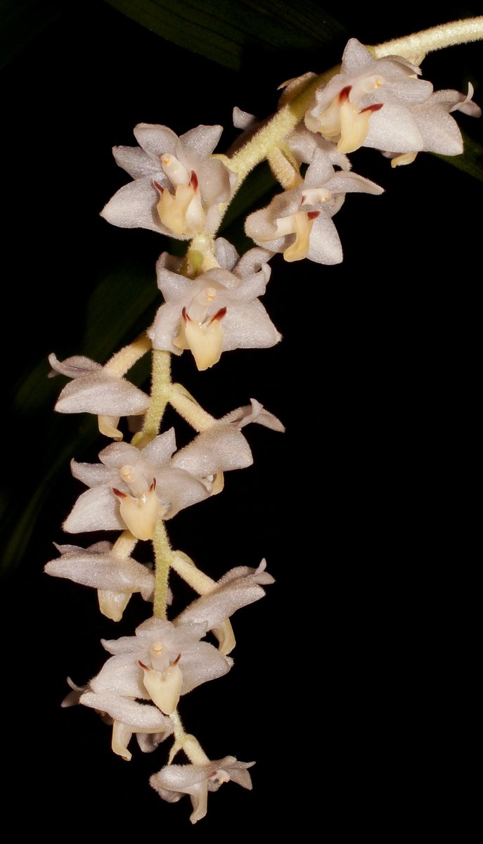 orchidcommittee's tweet photo. #Eria hyacinthiodes
#epiphyte or #lithophyte from #Malaysia, #Sumatra & #Java at 500-1700m #scented
Grown by Jean Barker #Photo by Chris Barker, both members of @orchidcommittee
#orchidées #botany #NaturePhotography #orchids #orchideen #蘭 #蘭花 #nature #orchid #orquideas #photos https://t.co/KN3wABClwh