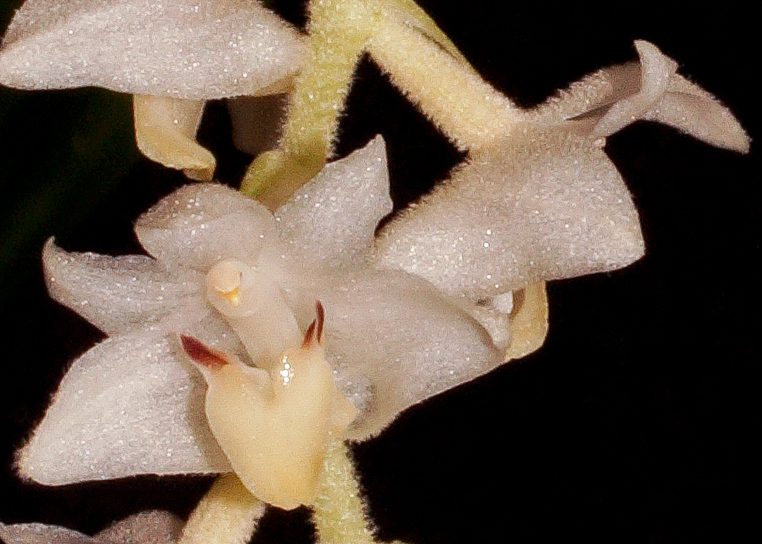 orchidcommittee's tweet photo. #Eria hyacinthiodes
#epiphyte or #lithophyte from #Malaysia, #Sumatra & #Java at 500-1700m #scented
Grown by Jean Barker #Photo by Chris Barker, both members of @orchidcommittee
#orchidées #botany #NaturePhotography #orchids #orchideen #蘭 #蘭花 #nature #orchid #orquideas #photos https://t.co/KN3wABClwh