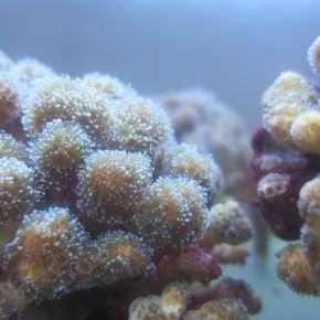CNRS_OccitaniE's tweet photo. #MinuteScience | Comment mesurer le stress des coraux exposés à certains filtres contenus dans les crèmes solaires ? #LBBM
Réponse ➡️ https://t.co/IHTGVSSgcA
@CNRS @Sorbonne_Univ_ @INEE_CNRS https://t.co/a8JQ4KEes8