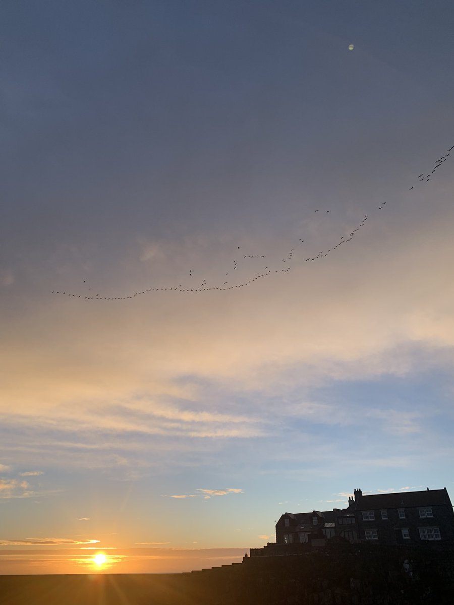 SeaSkyCraster's tweet photo. Birds
Craster 2nd November 2021 https://t.co/EYi5Xb1Od3