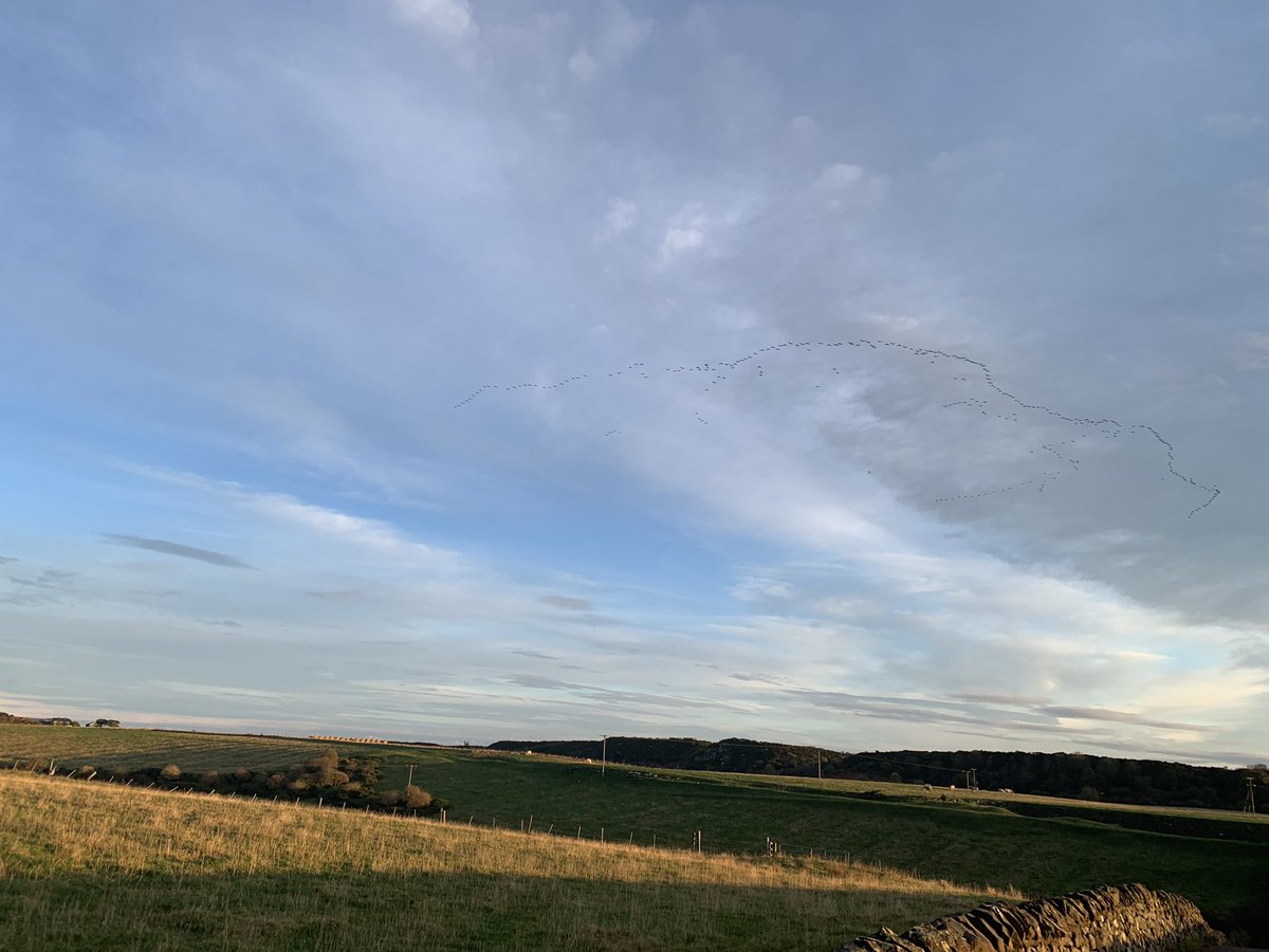 SeaSkyCraster's tweet photo. Birds
Craster 2nd November 2021 https://t.co/EYi5Xb1Od3