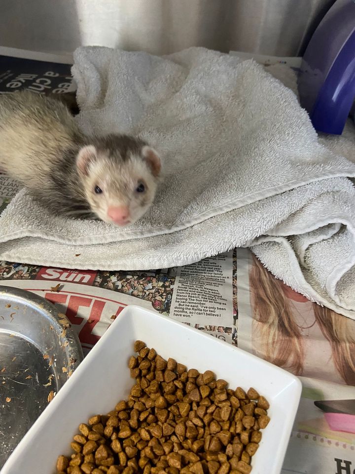 The_Animal_Team's tweet photo. ๐ฅYOUNG MALE FERRET FOUND๐ฅBeen handed in to Cinque Port Vets #Kent over the weekend. No further details on where or when found. ๐01233 640022 https://t.co/aXggUWiuSP #FoundFerret #Ferret https://t.co/rLy43vIu5I