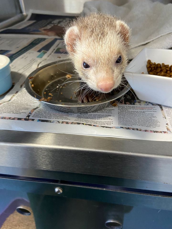 The_Animal_Team's tweet photo. ๐ฅYOUNG MALE FERRET FOUND๐ฅBeen handed in to Cinque Port Vets #Kent over the weekend. No further details on where or when found. ๐01233 640022 https://t.co/aXggUWiuSP #FoundFerret #Ferret https://t.co/rLy43vIu5I