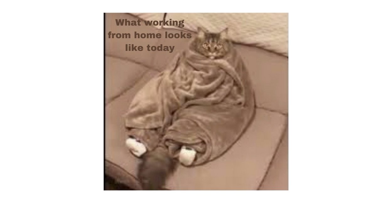 Raspberrybazaa1's tweet photo. #workingfromhomelife #workingfromhome #workingfromhomewithpets #cold #Novembermemes #winterishere #wintermemes https://t.co/SZ7rNcso3E