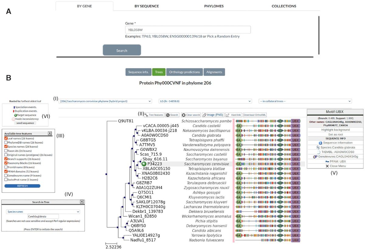 phylomedb's tweet photo. Check out the @NAR_Open article describing last upgrade of #PhylomeDB:
"PhylomeDB V5: an expanding repository for genome-wide catalogues of annotated gene phylogenies"
https://t.co/RWft3DghvZ https://t.co/i8crRiE64N