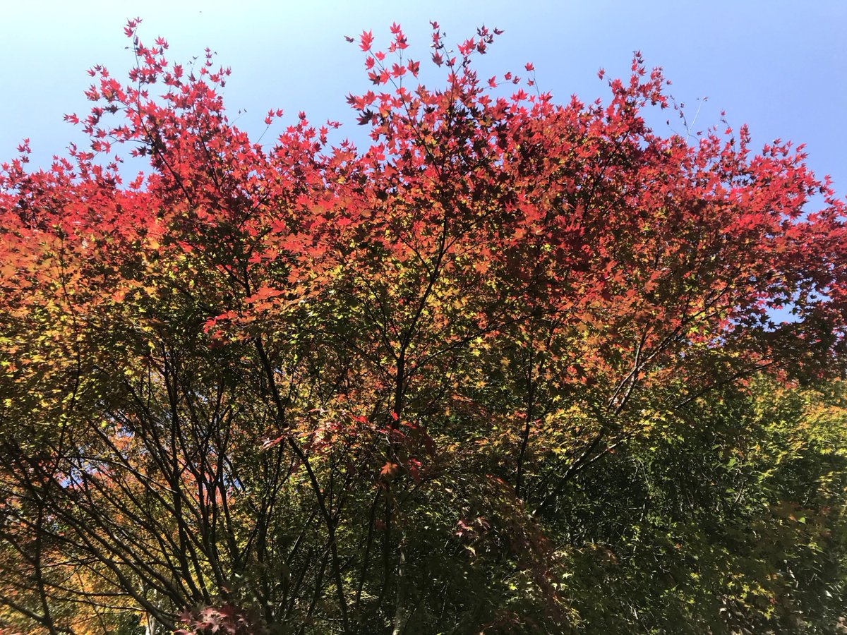okujapantravel's tweet photo. Kumano Kodo, the road leading from Tsugizakura-oji to Nakagawa-oji. Autumn is a wonderful time, recommended for walking on these beautiful old roads of pilgrimage. 🍁
Check out our Kumano Kodo walking tours:
https://t.co/YcyLYntLgw
#kumanokodo #autumninjapan #fallinjapan https://t.co/owDxKUYetg