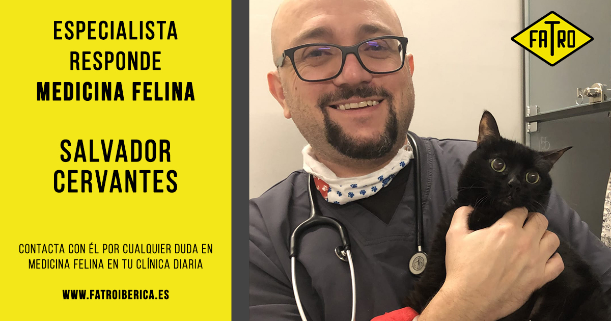 Fatroiberica's tweet photo. Si tienes cualquier consulta relacionada con Medicina Felina, contacta con el experto Salvador Cervantes a través de nuestra web para resolver tus dudas 👉 https://t.co/siGkxYfeKa
#veterinary #vet #vetmed #especialista #cardiologia #animals #pets #animalshealth #Fatro https://t.co/RcKBVk9Yav