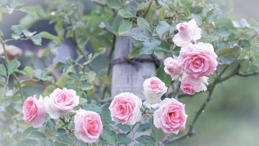 (〃ω〃)つ🌺

🌺【mimi eden】🌺