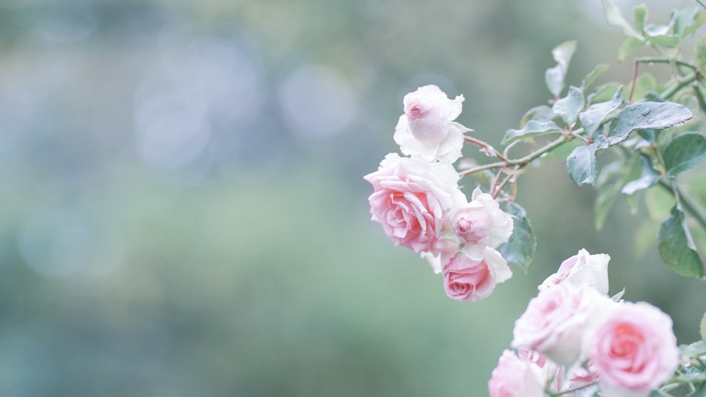 ねこまた(移転しました) tweet media