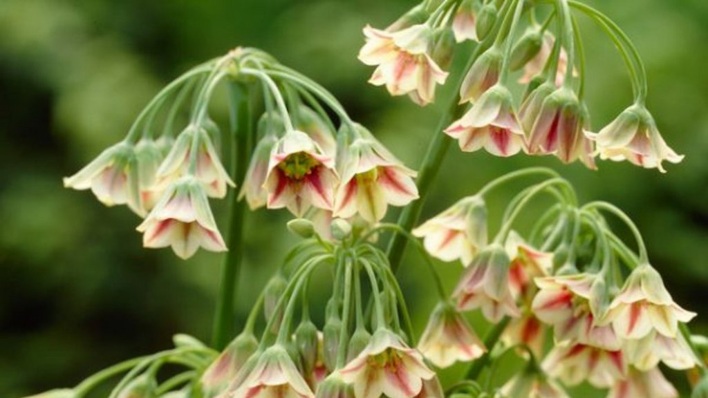 ILoveTulipa's tweet photo. Those who see Nectaroscordum for the first time are usually all impressed!
The flowers consist of dozens of bells that stand like a whirligig around the 80/100 cm high stem. 

#IloveTulipa #nectaroscordum #springbulbs #springgarden #Frühlingsgarten https://t.co/Nv2ALhLLi0