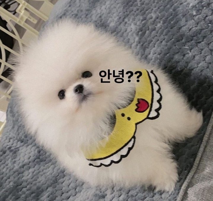 highminsoo_519's tweet photo. Happy 2nd birthday our cute, pretty, and sassy fluffy cotton ball Maison Kim Ddadda! 🐶🐕
Hope you grow well and being a good company for your appa for a long time. Don't get sick, sweetie! Love you! 😘
#해피따따데이 #DDADDA
#HappyDDADDAday
#세상에서_따따가_제일_동그랗다 https://t.co/Uzxtj9rs2c