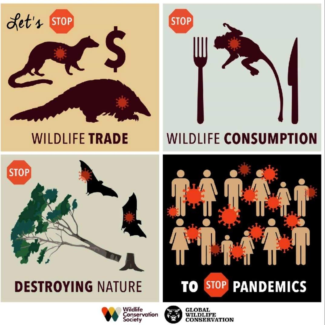 Ik heb in mijn inleiding aandacht gegeven aan de pandemie: er is imho nog te weinig aandacht voor preventie. Hoe voorkom je een nieuwe pandemie? Te beginnen bij de bron: stoppen met dierenhandel, consumptie en vernietigen van habitat. 2/3