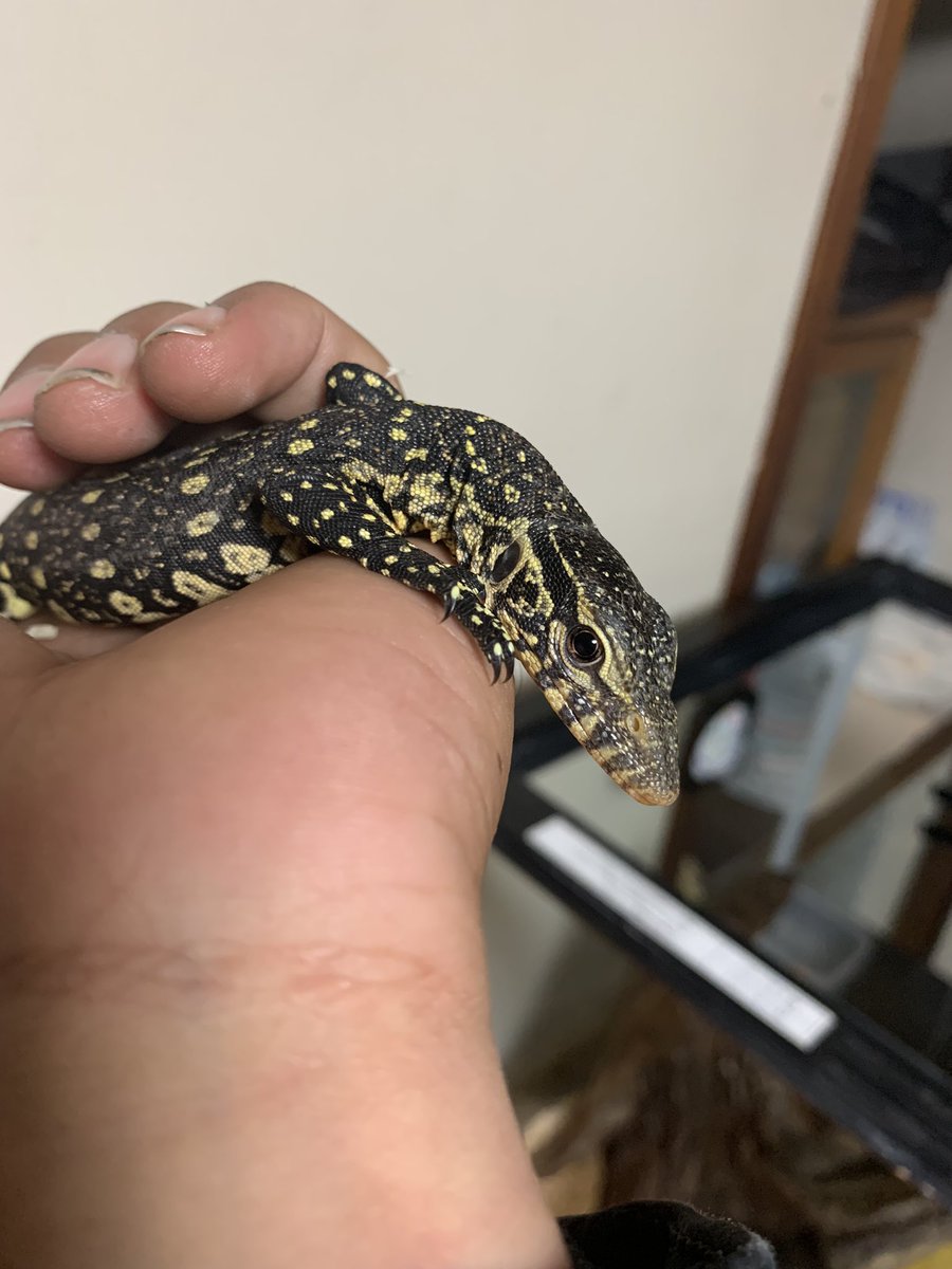 癒し