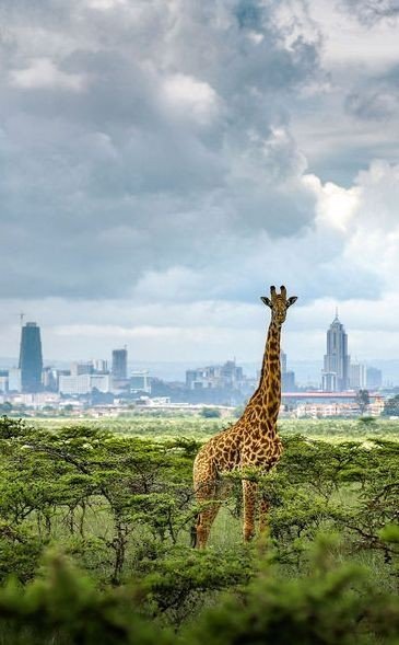 DMulandi's tweet image. Nairobi yetu. So amazing
