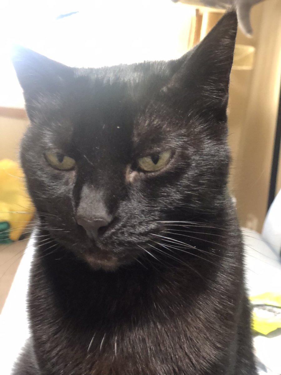 Jadey20142's tweet photo. @BakerTheBrit You’re doing a great job Wolfie.  🧡Jadey 🐱🐾 https://t.co/dzLjz9pzfc
