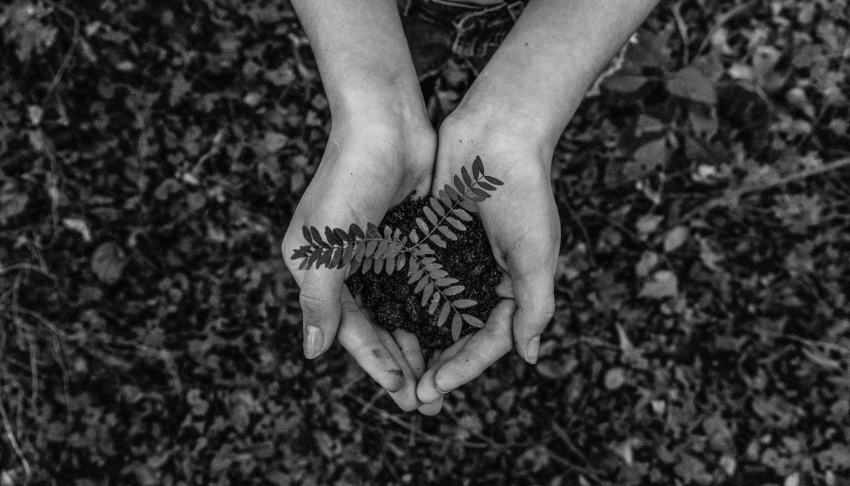 Greenlight tweet media