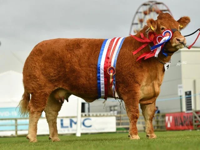 It’s Tuesday so it’s Cows and Croissants here at the #horsebox Cow of the day is this beautiful Limousin called Jalex Mya from <a href="/JalexHerd/">Jalex</a> over in Northern Ireland