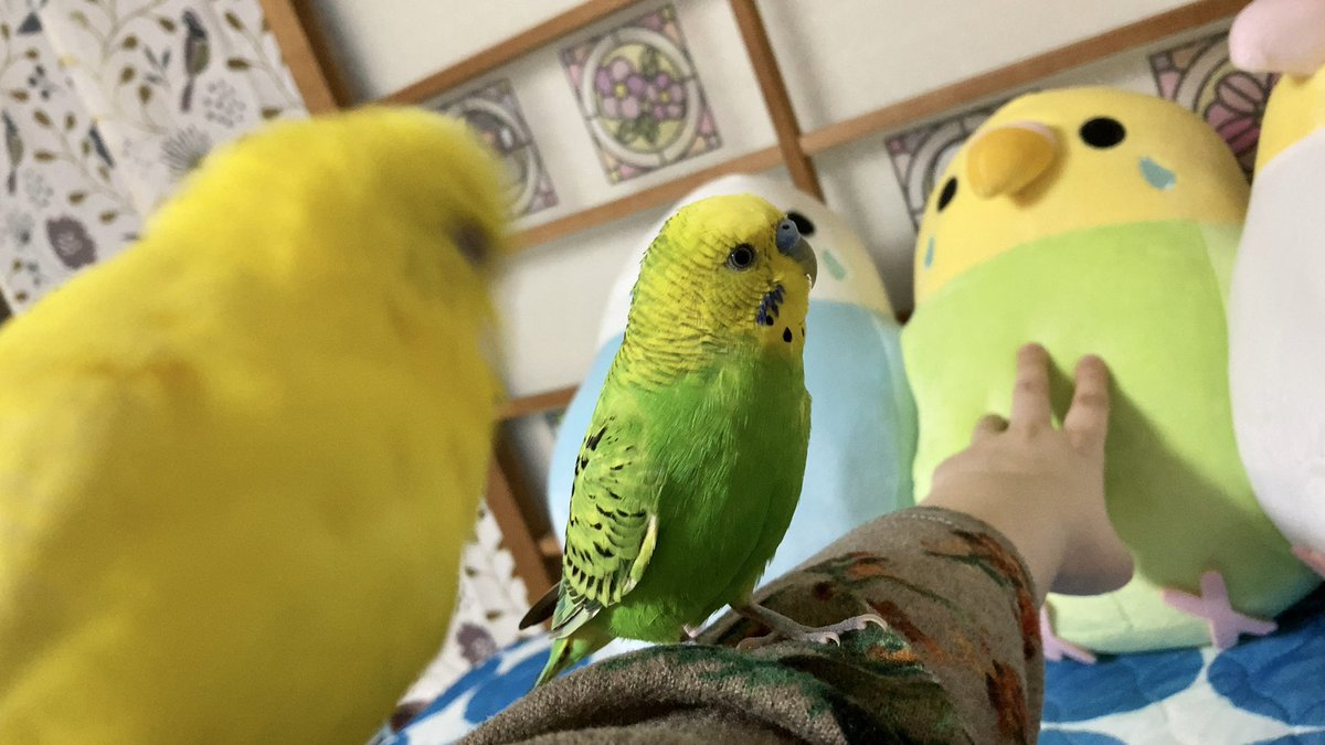 0_taco_0's tweet photo. めたくそ可愛いクッション買ったんやけど近づいてくれぬ https://t.co/6mlWdzaHV7