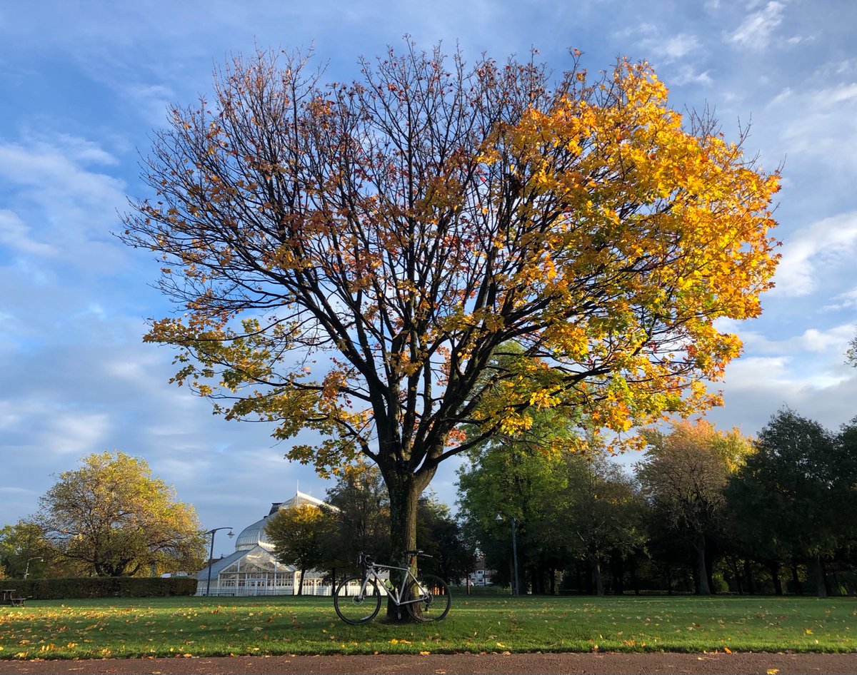 jamesbonner82's tweet photo. Today’s 🌳🍁 coupling. And… guess what #COP26 visitors, it is sometimes ☀️ in Glasgow!
The tree’s shape tells you we get a prevailing south-west wind. You note this if you cycle 😬!
Being out on your 🚲 you learn to ‘read’ the city quite intimately. I love this about cycling. https://t.co/vNjxYXH99Z