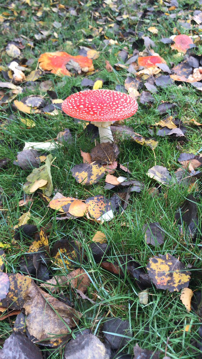 Laurent Papiernik (@lp_cdo) on Twitter photo 