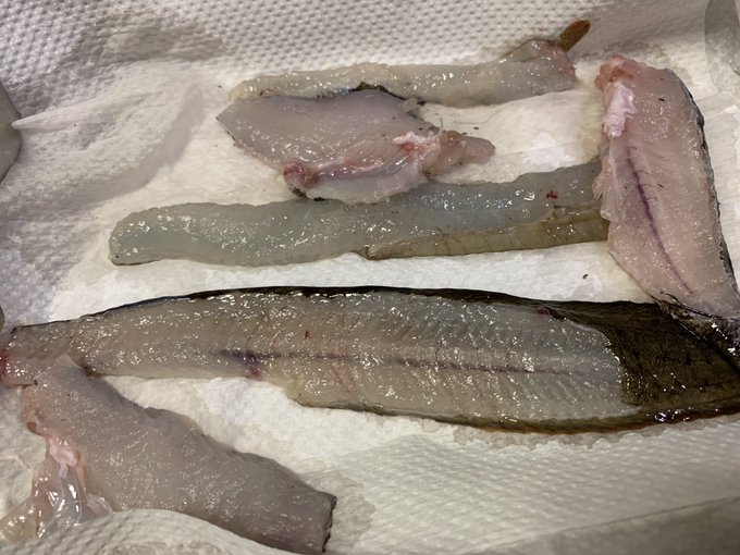 頑張って捌いた!!(捌きづらくて半身がグシャグシャになったギンポと綺麗に捌けたソイ) 