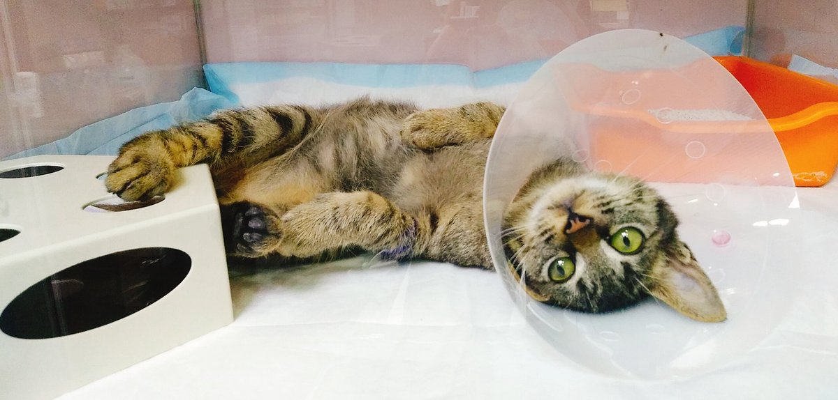 5~6개월(추정, 스트릿출신)
중성화 완료된 남아
3차접종 완료
직장탈 수술 경력있음(변지림 있을 수 있음, 현재 많이 나아짐)
평생을 함께하실 분 있을까요?ㅠㅠ